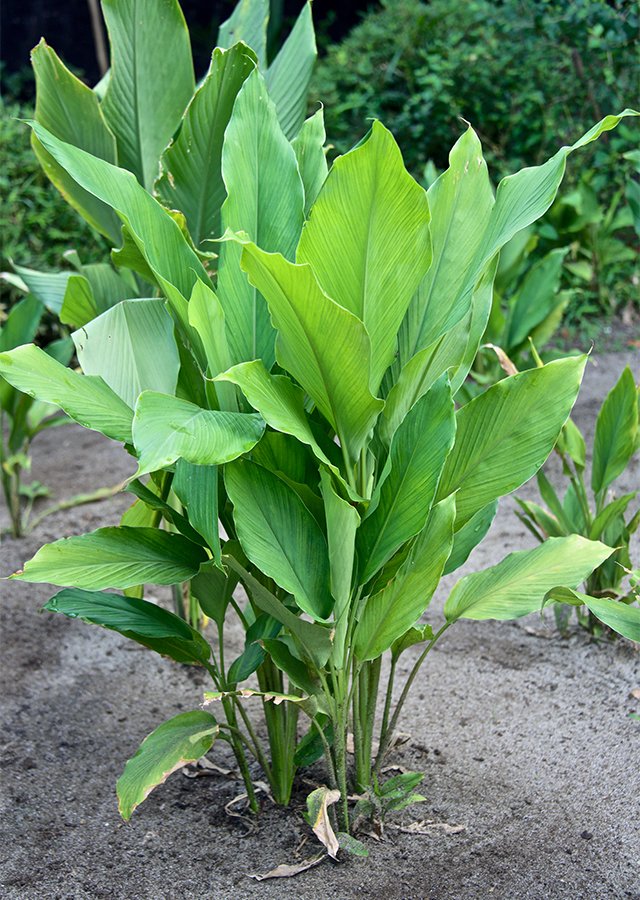Kunyit