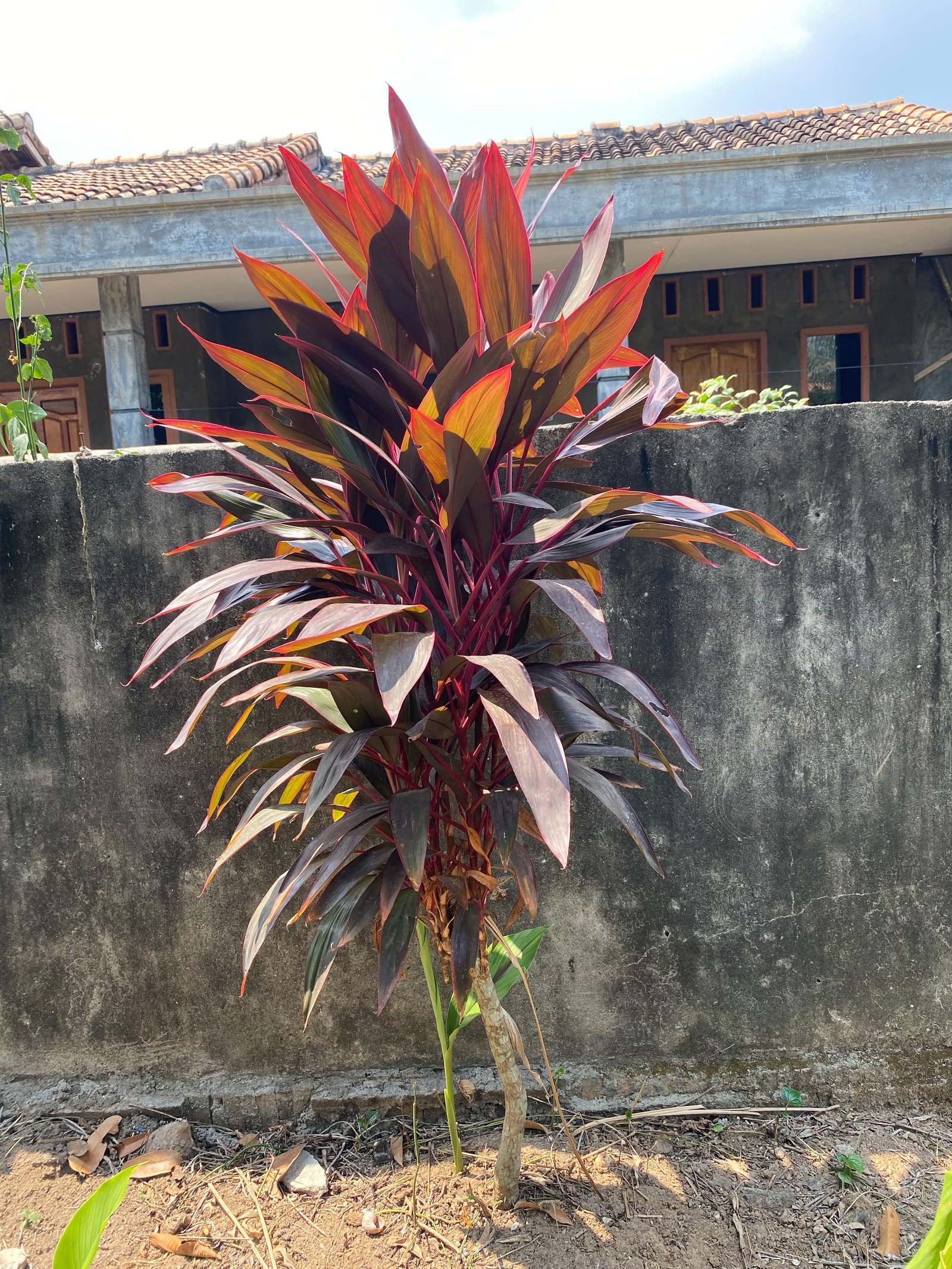 Andong Merah