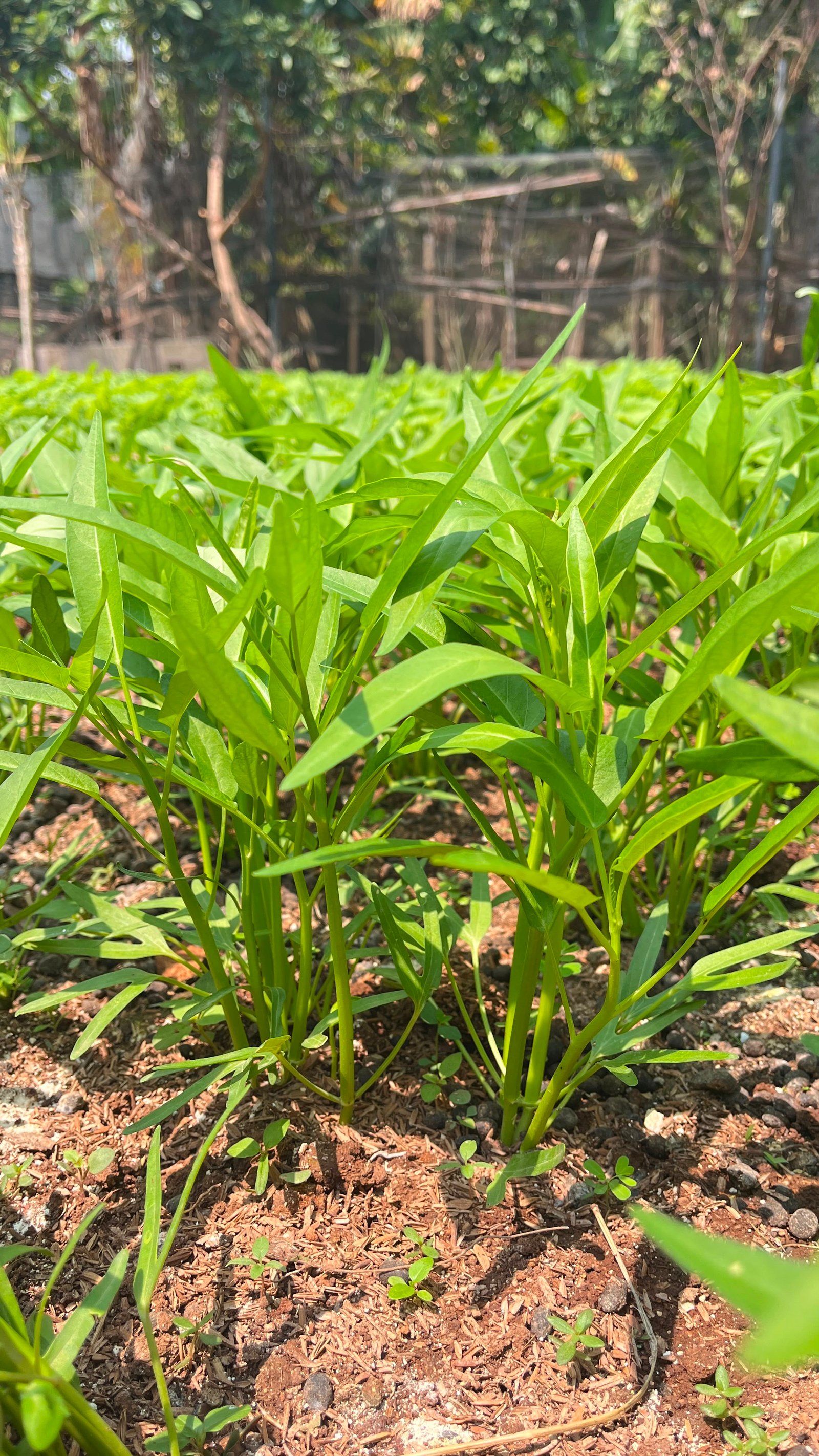 Kangkung