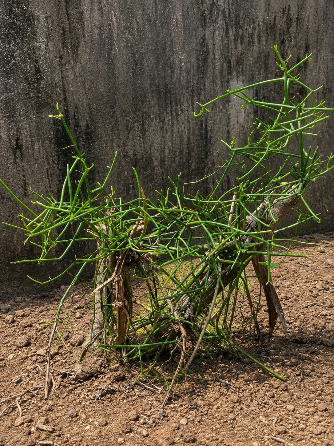 Patah Tulang