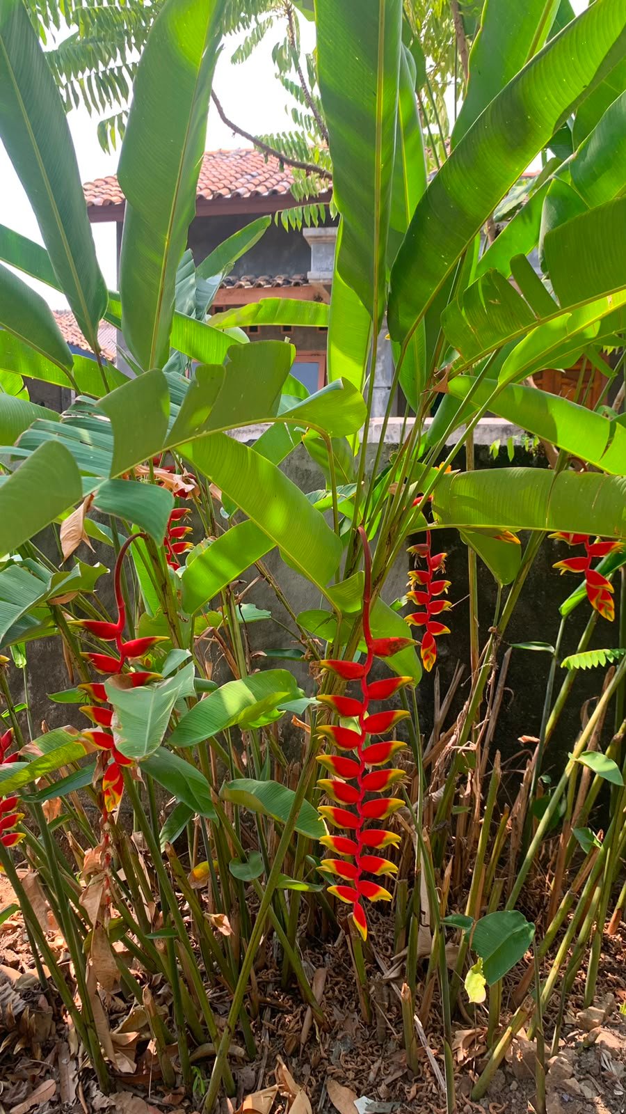 Hias Pisang